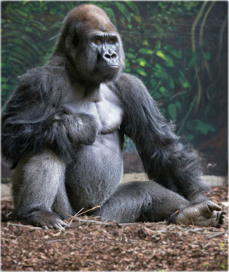 Ape sitting